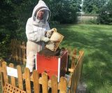 Thomas skördar honung